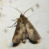 Agrotis clavis